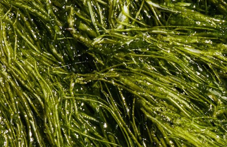 The Potential of Algae Biofuels