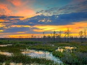 How Wetlands Keep Our Climate in Check