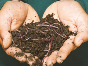 Composting to Reduce Food Waste: Sustainable Path Forward