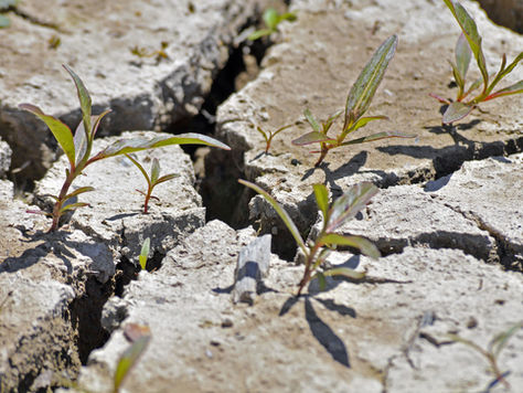 10 Best Plants for Erosion Control: A Sustainable Way to Protect Soil