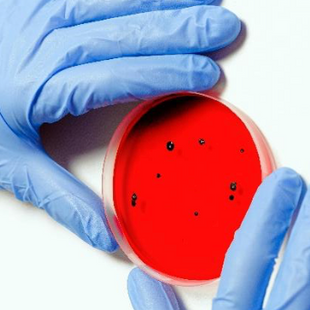 Coliphage and Determining a Standard for Virus Removal and Identification from Wastewater