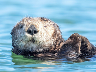 More Than Just Cute: The Significance of Sea Otters in Marine Ecosystems