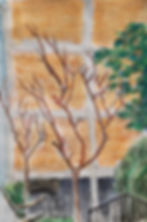 LonelyTree4(VicinaScuola) 0525_KPSMcLean