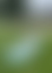 ⬇️ Great price on my daughter's Inflatable Gymnastics Mat! Clip the coupon + use code 455N1JDE at checkout