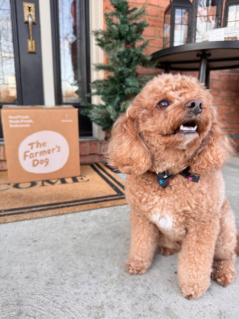 #TFDPartner 🐾 Benji here… reporting for taste duty 🐾Besties, we just switched to The Farmer’s Dog and I’m officially OBSESSED 🐕💨