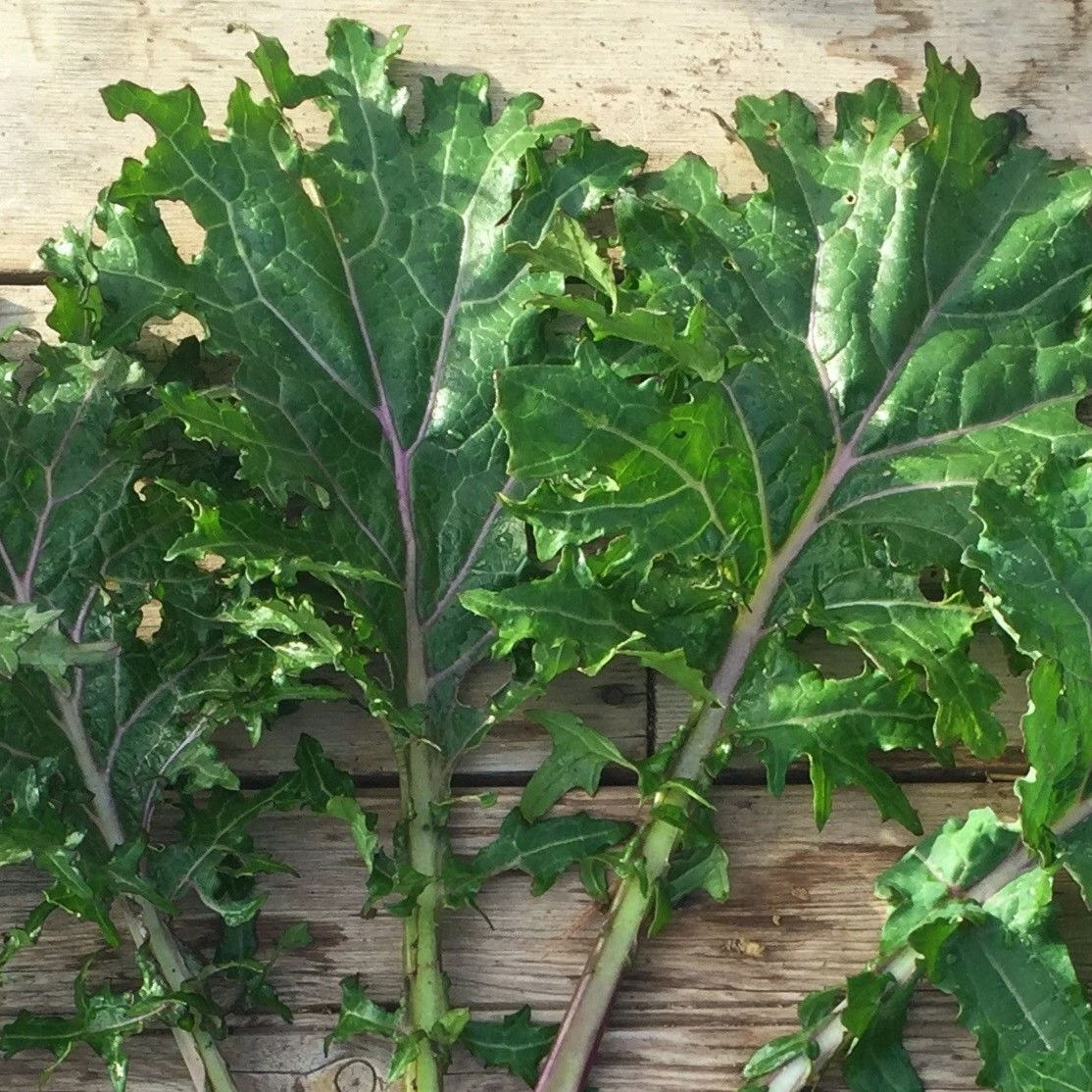 Kale, All Stars