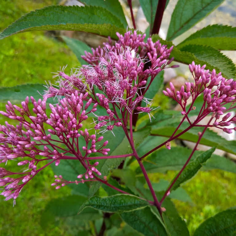 Joe Pye Weed, Sweet