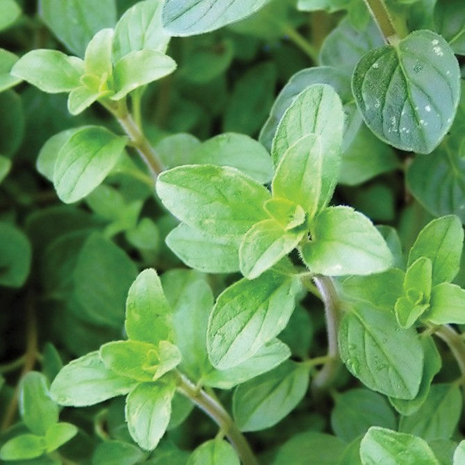 Oregano, Greek