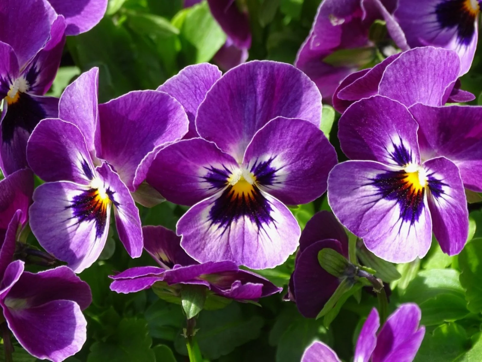 purple-pansy.webp