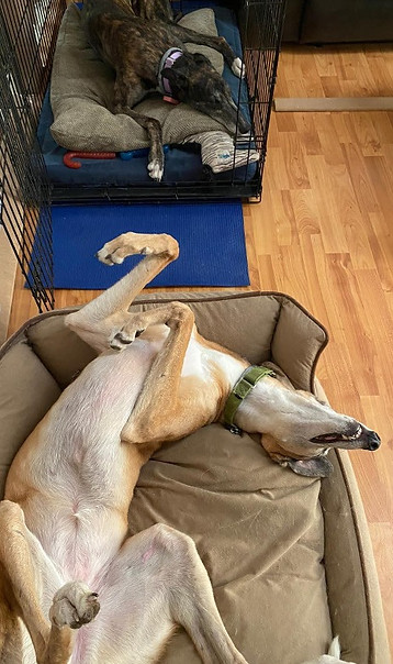 A brindle greyhound relaxes in her crate, a fawn greyhound lays on her back with paws up in the air.