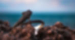 Whale shark Bracelet - I.M. Signature Crafts (19)