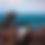 Thumbnail: Whale shark Bracelet - I.M. Signature Crafts (19)