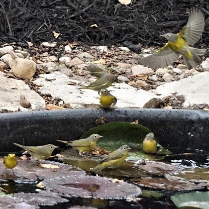 Nashville Warbler_edited.jpg