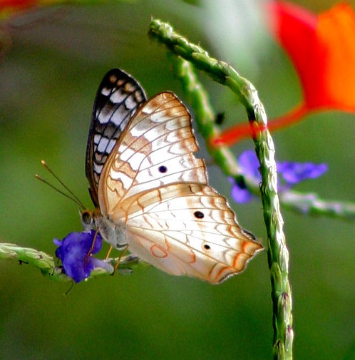 White Peacock (2)_edited.jpg