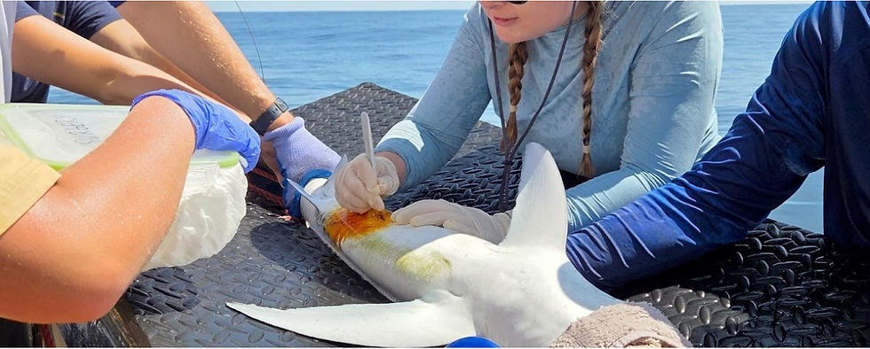 Blue Shark Tagging with Dalhousie University’s 2025