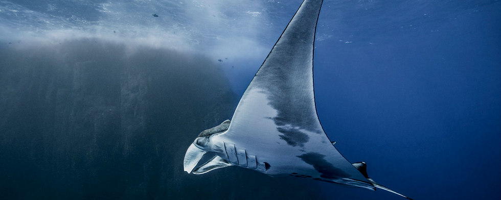 Manta ray swimming in the open ocean, highlighting marine biodiversity and the beauty of ocean ecosystems.”