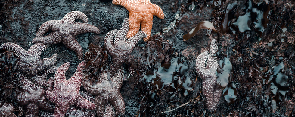 Colorful sea stars on a rocky intertidal shore among seaweed, highlighting marine biodiversity and coastal ecosystems.