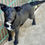 Thumbnail: Bogey - Friendly, Sweet puppy