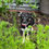 Thumbnail: Astrid/Aurora - female puppy