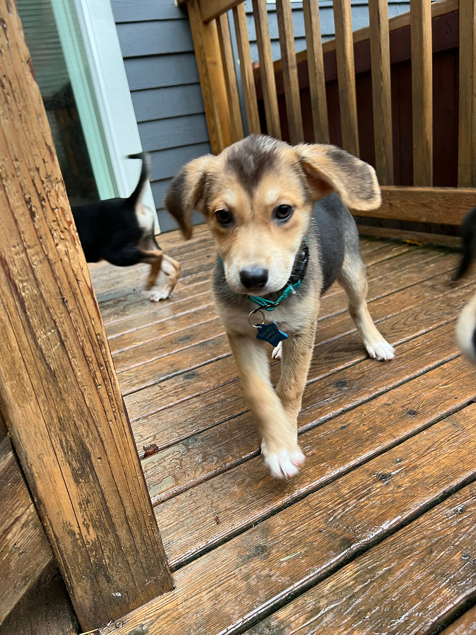 Thumbnail: Posy - female puppy