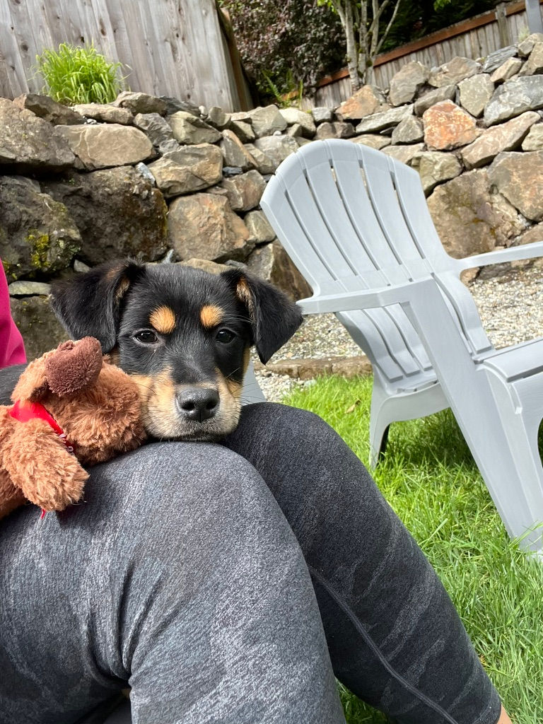 Thumbnail: Mini Milo - smart, friendly, cuddly male puppy