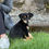 Thumbnail: Mini Milo - smart, friendly, cuddly male puppy