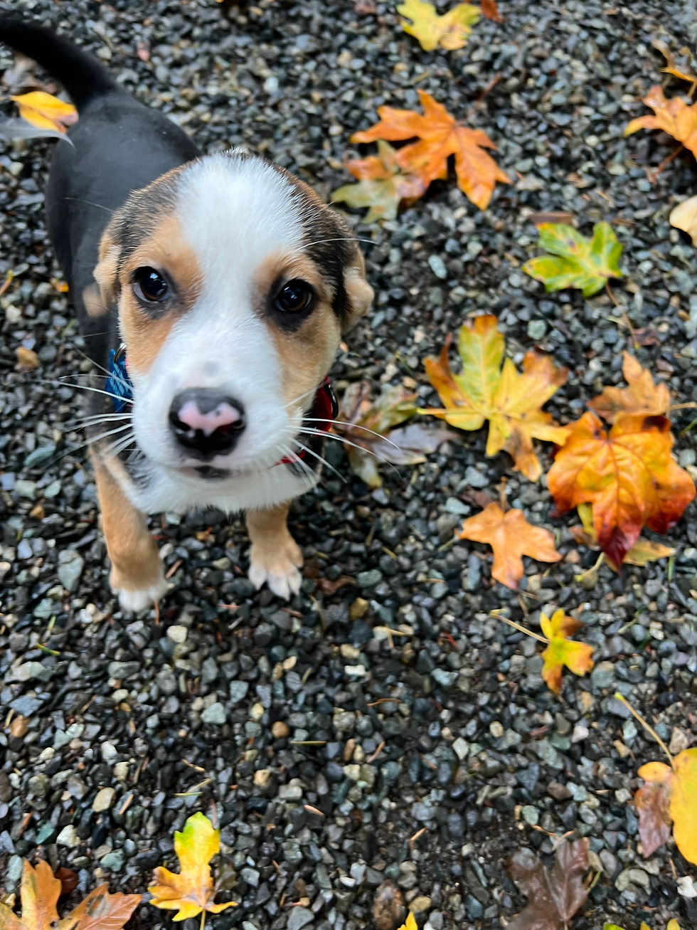 Thumbnail: Rain - male puppy