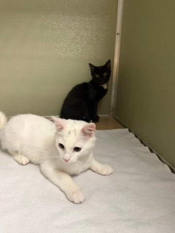 Thumbnail: Kitty kitten - male