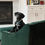 Thumbnail: Levi - Male pup