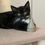 Thumbnail: Lou - Male kitten