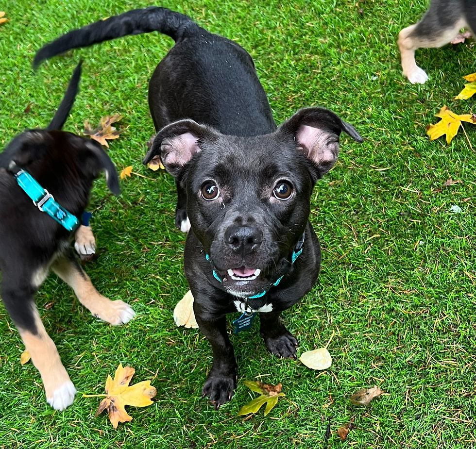 Thumbnail: Lolli Pup - Itty Bitty Pittie mix