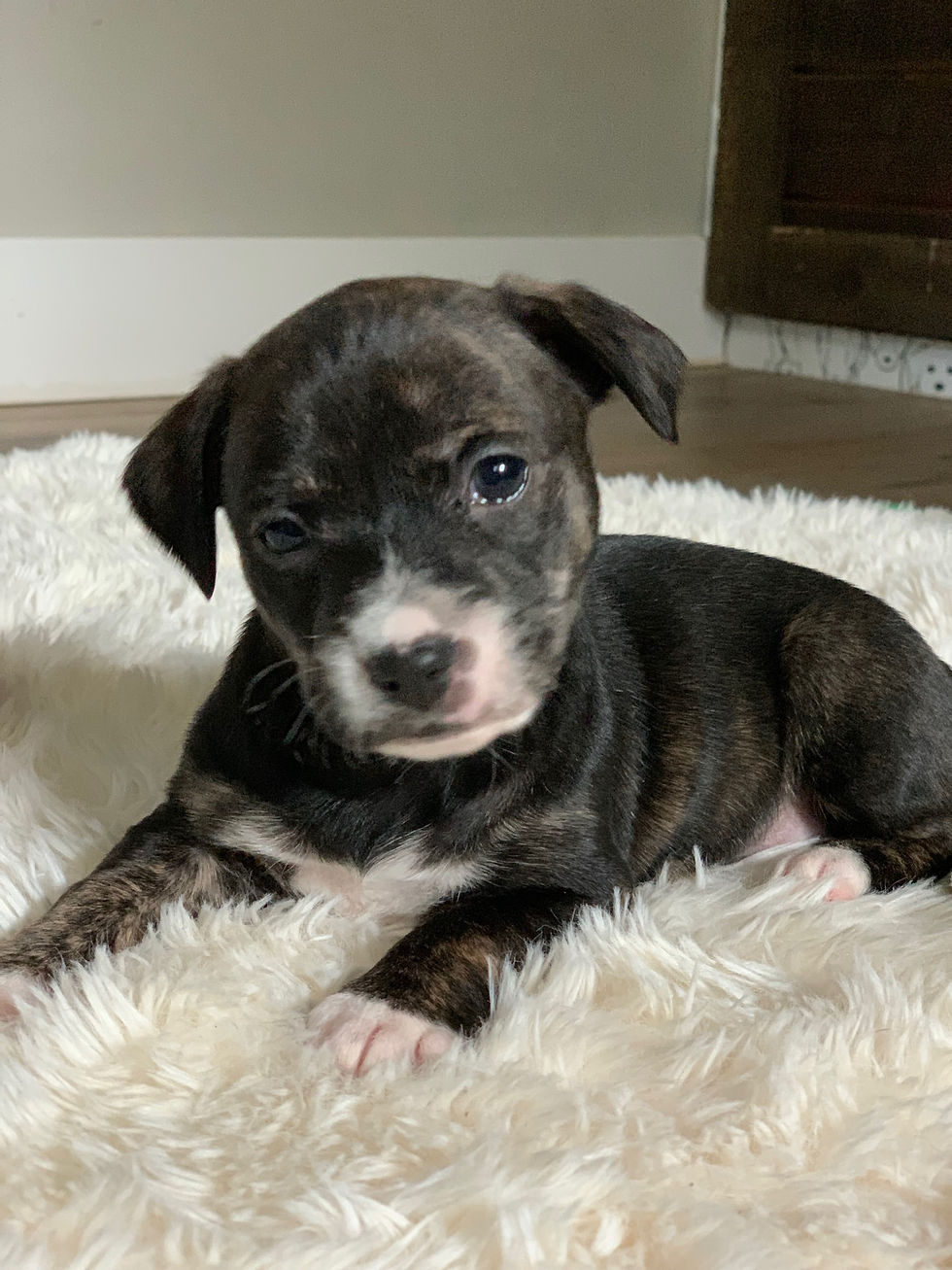 Thumbnail: Zuma
