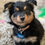 Thumbnail: Peanut - Dachshund Mix Puppy