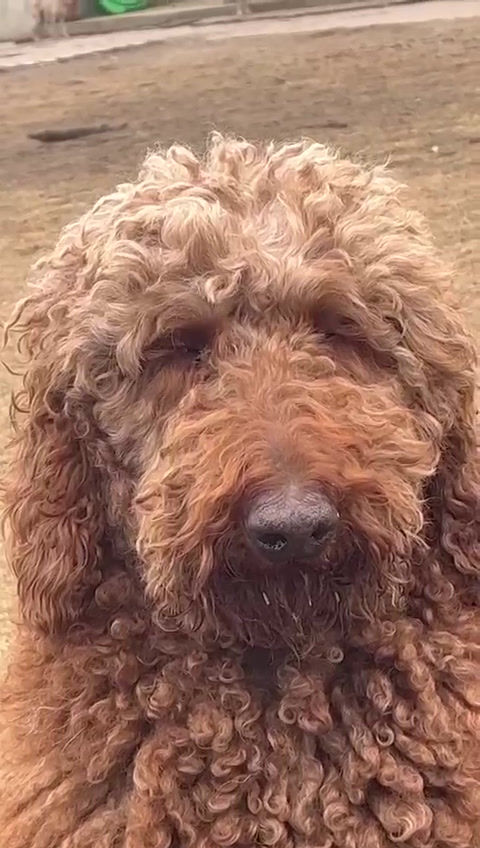 Thumbnail: Coco- Brown Standard Poodle