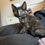 Thumbnail: Libby - female kitten