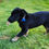 Thumbnail: Mini Wheats -male puppy