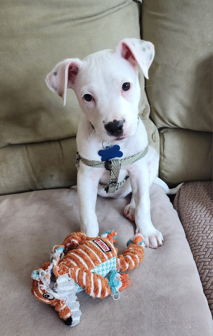 Thumbnail: Rosie Rosebud - puppy