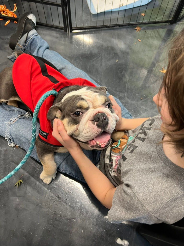 Thumbnail: Foss - young English Bulldog