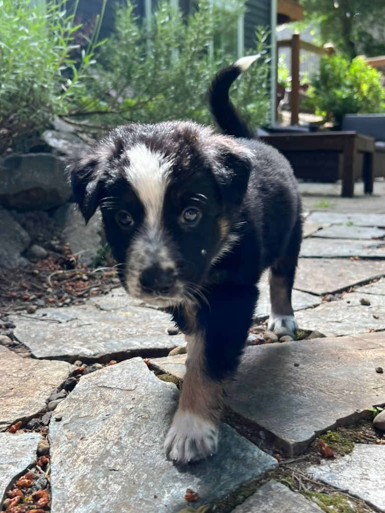 Thumbnail: Cheerios - female puppy