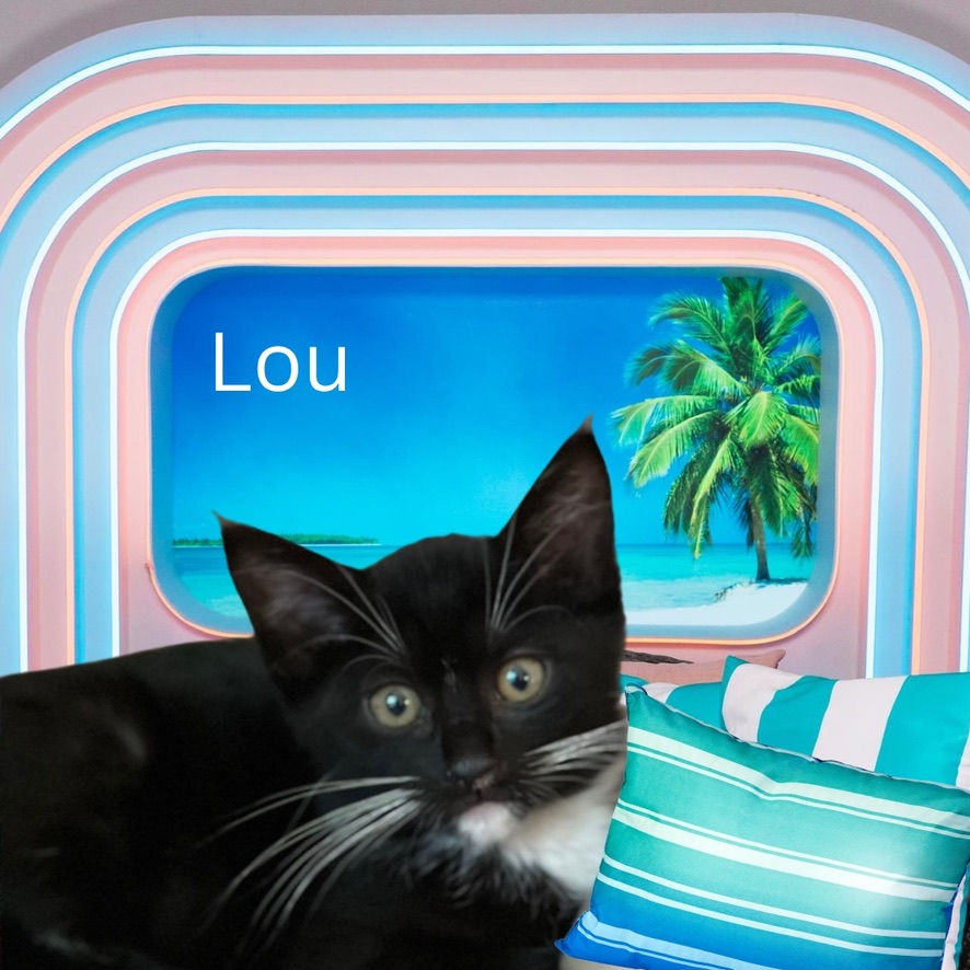 Lou - Male kitten