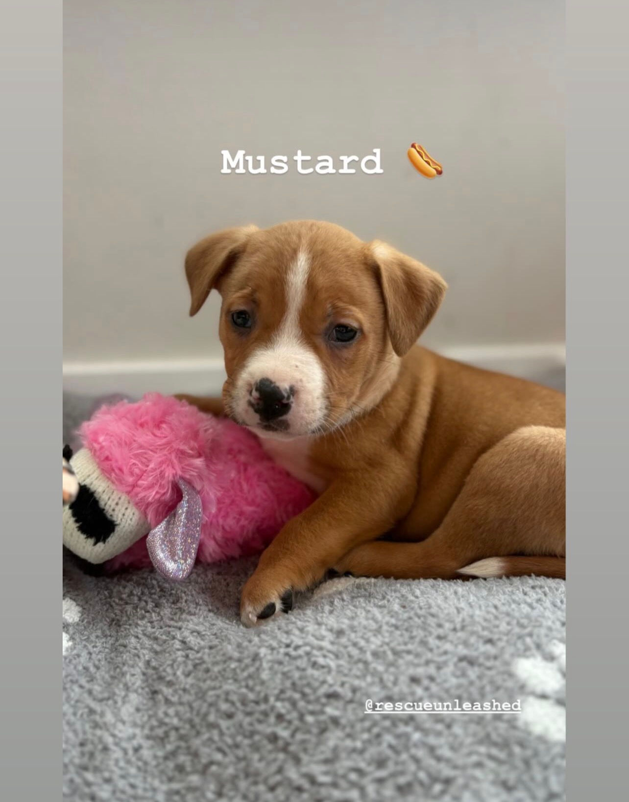 Mustard - male pup