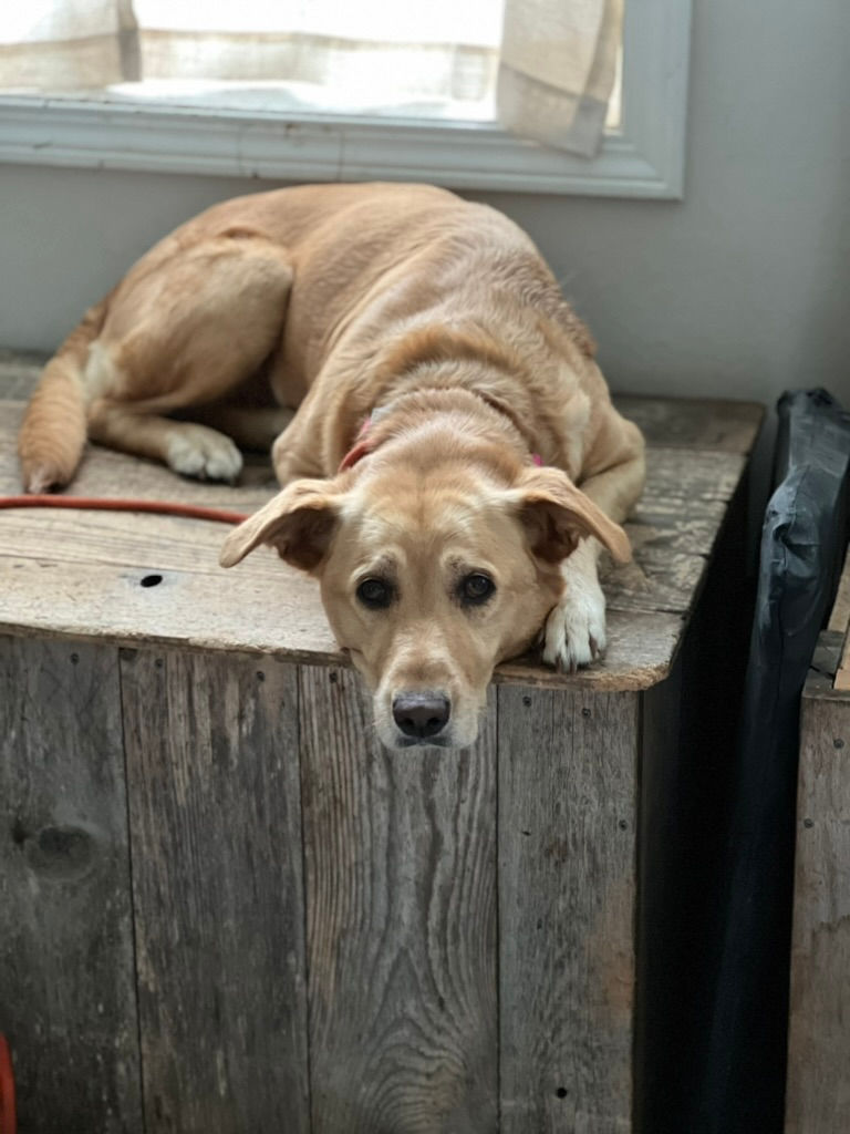 Abby - Senior Lab Mix