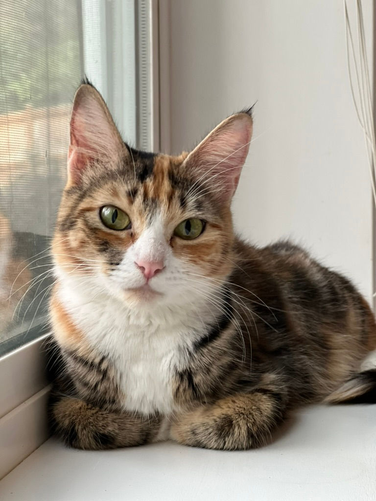 Camille