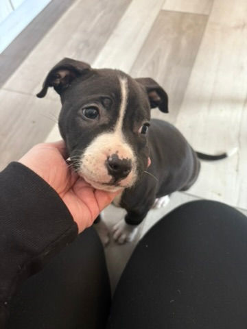 Thumbnail: Pickles - female puppy