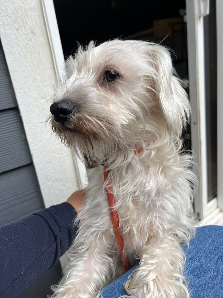 Thumbnail: Byron - young male terrier mix