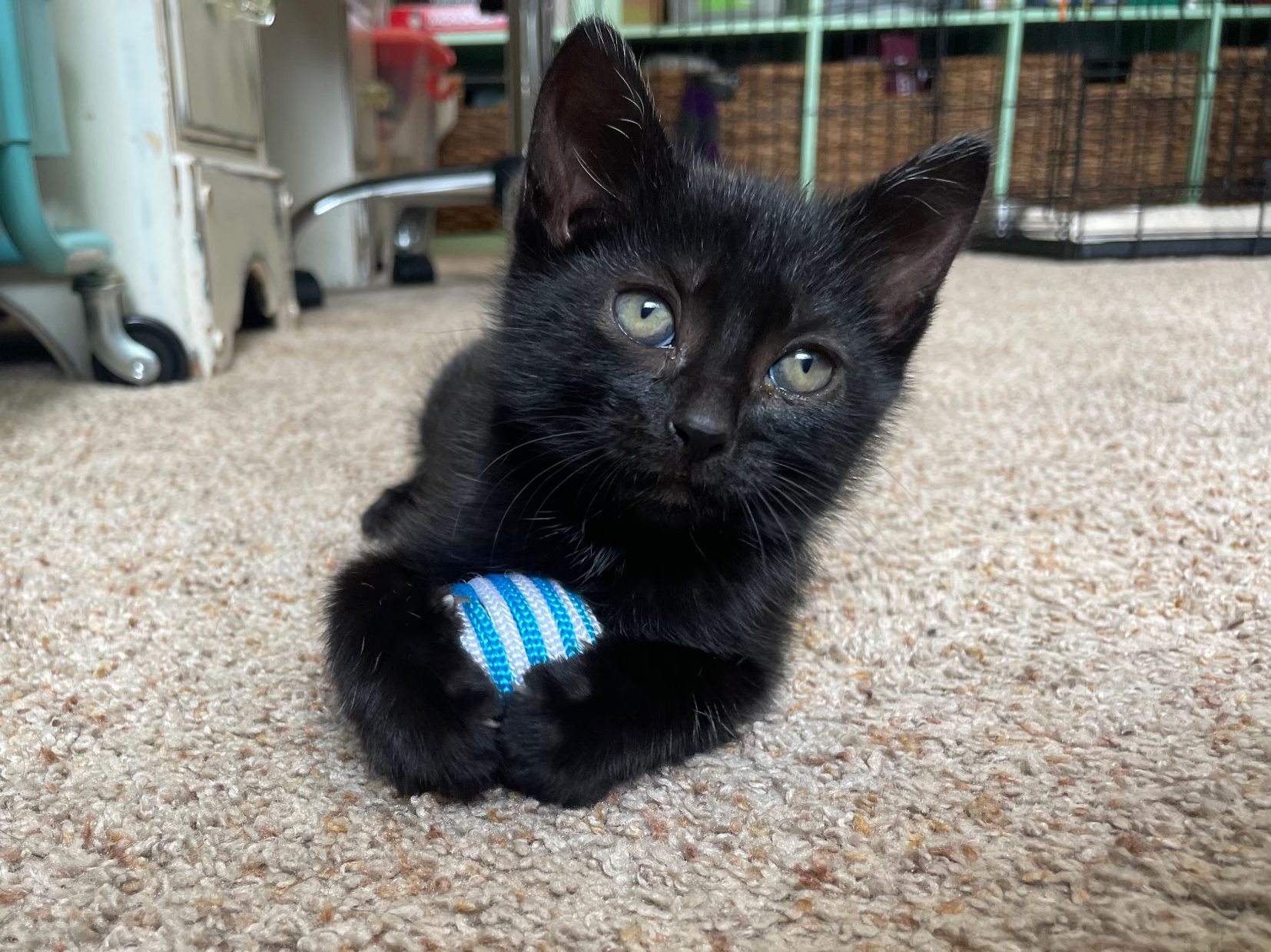 Void - the brave kitten
