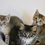 Thumbnail: Basil - male kitten