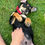 Thumbnail: Mini Milo - smart, friendly, cuddly male puppy