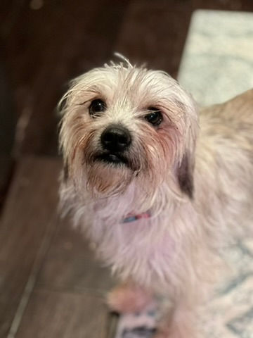 Willa - sweet, shy terrier girl