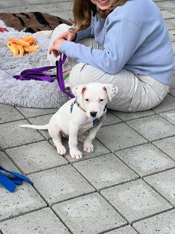 Thumbnail: Rosie Rosebud - puppy